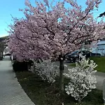 Appartamento Altstadt Bl *